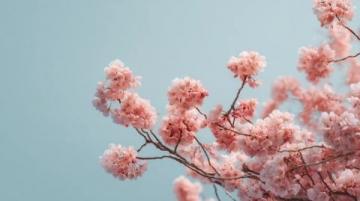 荥阳丰乐樱花园赏花指南:免门票详情及游玩攻略