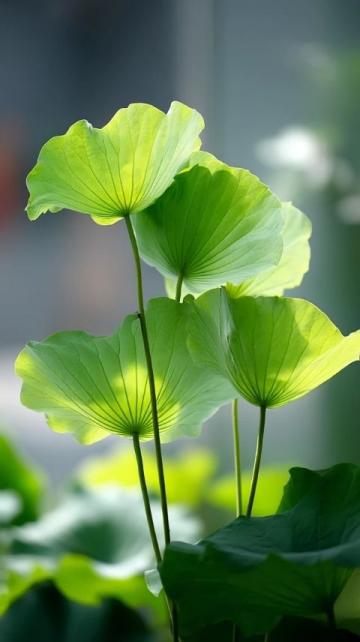 百科冷知识：莲藕种植方法详解