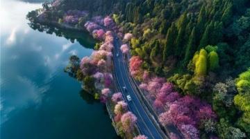 2025广州踏春指南:十大美景邂逅浪漫花海