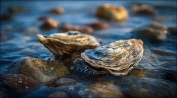广西,海上乐园:美味生蚝、浪漫风光