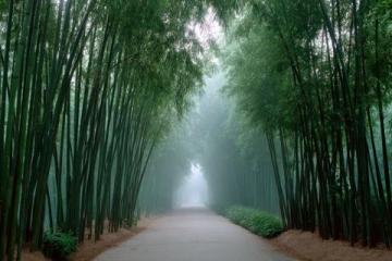以下是一个安吉两日游的攻略