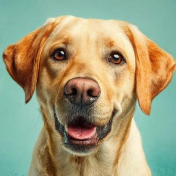 如何有效护理拉布拉多犬的牙齿健康？