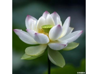 百科冷知识：莲藕种植方法详解