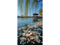 2025春季武汉必吃榜舌尖上的樱花与江湖味