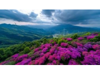 体验康王谷花世界的美丽与奇观