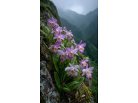 呼伦贝尔扎兰屯杜鹃节：春日赏花与美食之旅