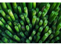 如何种植甘蔗：甘蔗种植基础知识
