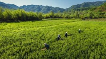 重返江苏兴化安丰镇，体验非凡的700公里早茶之旅