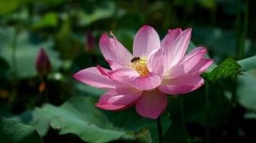 菏泽万亩荷塘是鲁西南地区夏季赏荷、生态体验的热门目的地