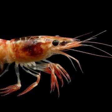 灯笼大虾:鲜香诱人,开启视觉味觉双重盛宴