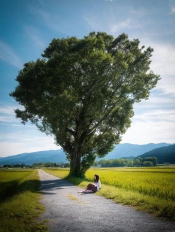千年古树苦槠王见证桃源变迁