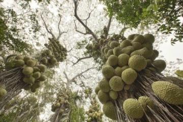 兰州范家营村的巨型芹菜,高近一米犹如小树般壮观