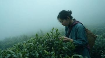重返江苏兴化安丰镇，体验非凡的700公里早茶之旅