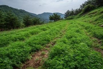 樊俊的高山农场:从药材种植到生态养殖的致富之路