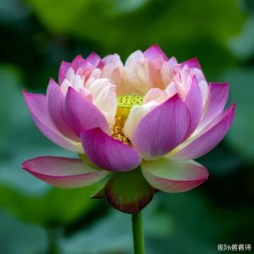 心驰神往!广西横州茉莉花之旅不容错过