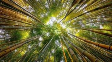 新疆秋季来临,金黄白桦林等你探索,摄影爱好者的天堂