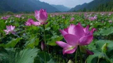 江苏无锡九龙湾花星球:四季花开的花卉休闲胜地