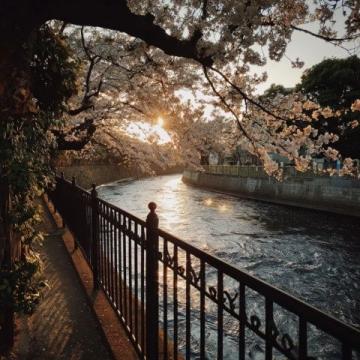荥阳丰乐樱花园赏花指南:免门票详情及游玩攻略