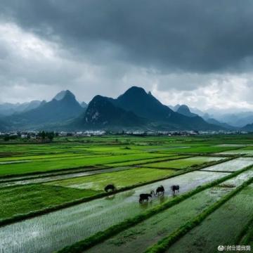 怀柔雁栖湖一日游:阴雨微风,家庭亲子采摘槐花马兰花