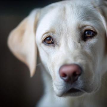 如何有效护理拉布拉多犬的牙齿健康？