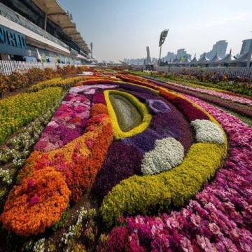 江苏无锡九龙湾花星球:四季花开的花卉休闲胜地