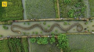 阜阳河道刀鱼泛滥村民狂捞背后是生态改善信号?