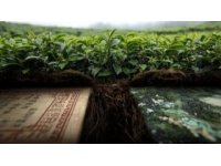 如何挑选好茶：六大茶类的区别与品鉴技巧