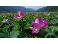 江苏无锡九龙湾花星球：四季花开的花卉休闲胜地