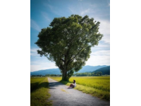 千年古树苦槠王见证桃源变迁