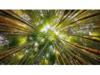 新疆秋季来临，金黄白桦林等你探索，摄影爱好者的天堂