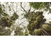 兰州范家营村的巨型芹菜，高近一米犹如小树般壮观