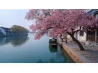 早春南下之旅：探秘广东顺德的美食与文化（第九站）