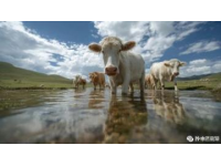 探索山东秘境：长岛之旅——中国十大最美海岛的自然奇景与海鲜美食体验