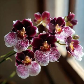 兰花种植必备知识全解析