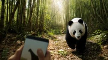 当尚雯婕与姐妹们饶有趣味地展开关于大熊猫的讨论时，只有何洁没有搭话