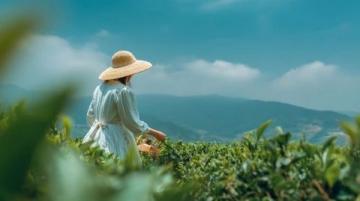 白茶新手必读:如何挑选适合的入门级寿眉和其他品种