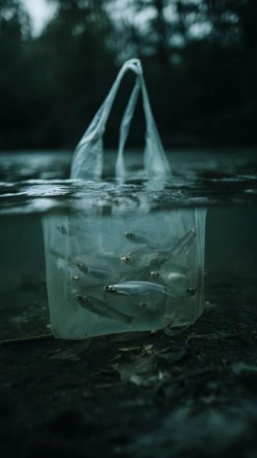 三点必知！养殖青鱼的水深度、密度和水环境管理秘籍
