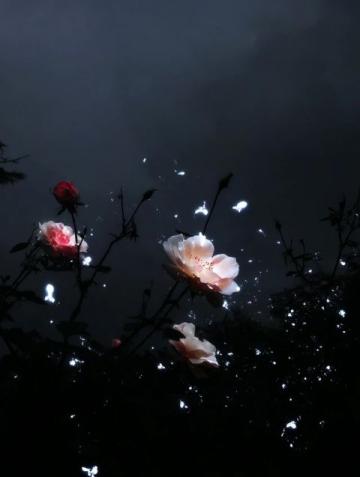 暗香满天,夜色更深