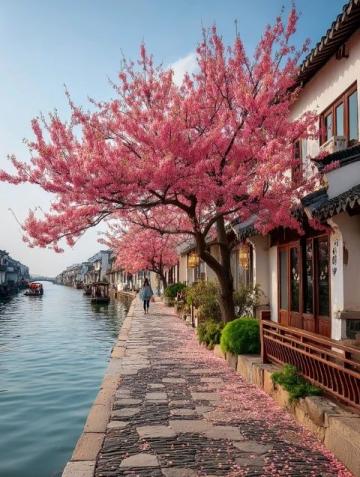 五月青岛浪漫赏花攻略,这条路线必收藏!