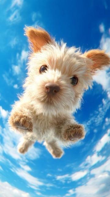 萌宠日记:云朵般柔软的博美犬欢乐日常