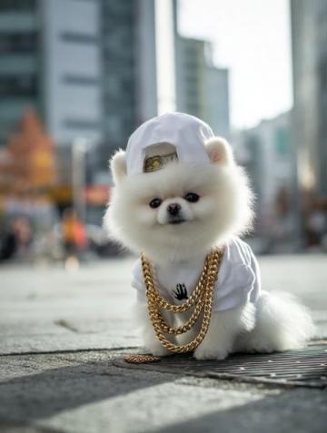 萌宠日记:云朵般柔软的博美犬欢乐日常