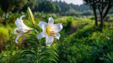 心驰神往!广西横州茉莉花之旅不容错过