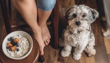 秋冬换季注意!避免给狗狗喂食冷食保持健康