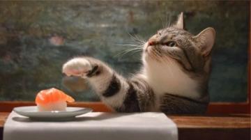 猫肉在中国餐桌上为什么屡禁不止?