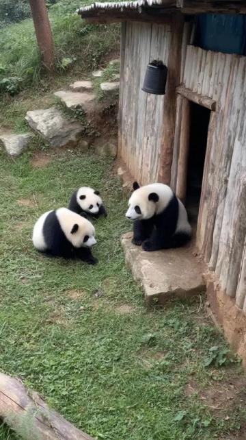 当尚雯婕与姐妹们饶有趣味地展开关于大熊猫的讨论时，只有何洁没有搭话