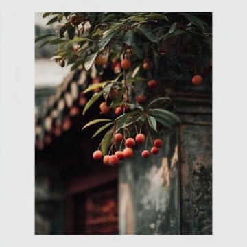 揭秘:杨贵妃为何对荔枝情有独钟?