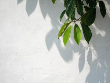 菩提路上结菩提果（菩提果小知识）