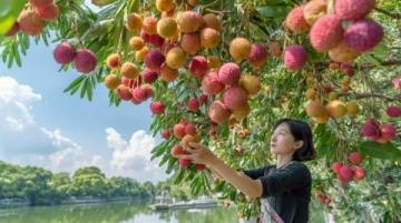 热带水果大战！海吉星农产品国批发市场热闹非凡