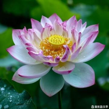 心驰神往!广西横州茉莉花之旅不容错过