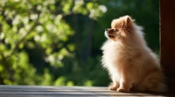 萌宠日记:云朵般柔软的博美犬欢乐日常